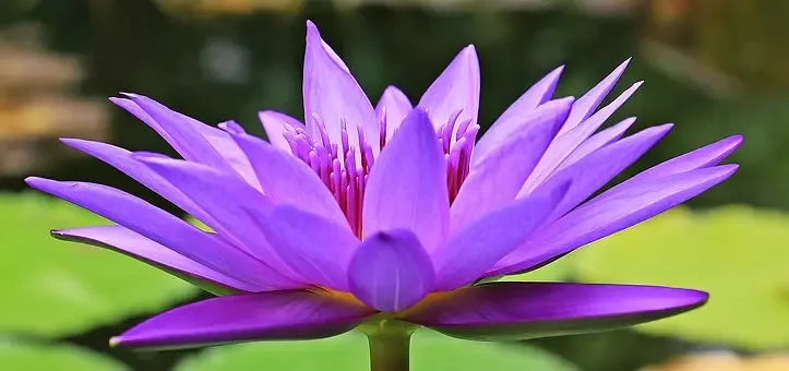 Flor de loto morada